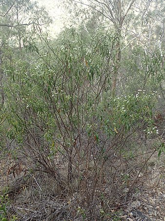 Habit Olearia elliptica habit.jpg