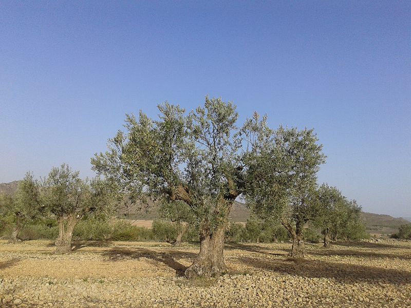 File:Olivar Centenario ecológico en la Sierra de Salinas, Yecla (Murcia).jpg