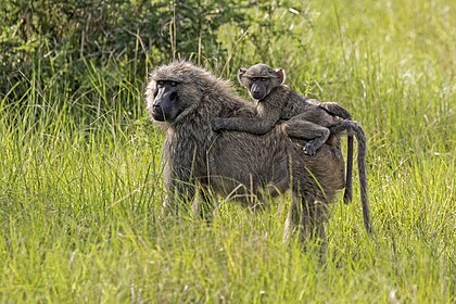 Babuíno-anúbis (Papio anubis) com sua cria, Parque nacional da Rainha Isabel, Uganda. (definição 3 661 × 2 441)