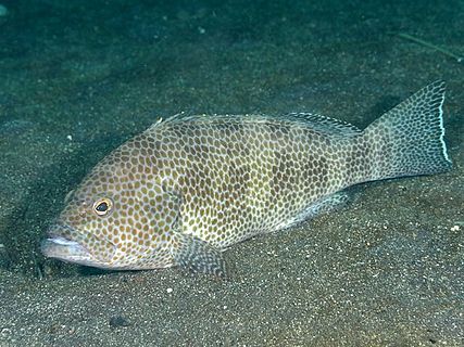 Eungkôt geurapèe bandi (Epinephelus areolatus) (rayek gamba: 640 × 480)