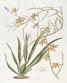 Oncidium altissimum (Jacq.) Sw. - Edvards v. 19 (1833) pl 1651.jpg