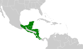 Distribución geográfica de la mosquero piquicurvo norteño.