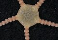 Ophiomusa anisacantha (SS200507-153-002b).jpg