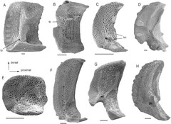 File:Ophiuroidea (10.1371-journal.pone.0156140) Figure 8.tif (Category:Ophiactis savignyi)