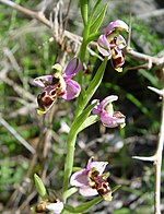 Ophrys scolopax ssp scolopax a.JPG