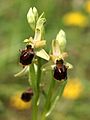 Ophrys × aschersonii Germany - Taubergießen