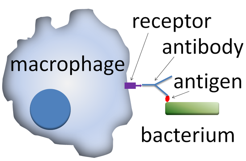 File:Opsonin.png