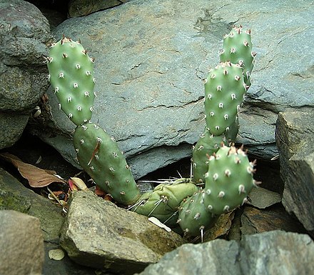 Opuntia pinkavae, named in honor of Donald John Pinkava