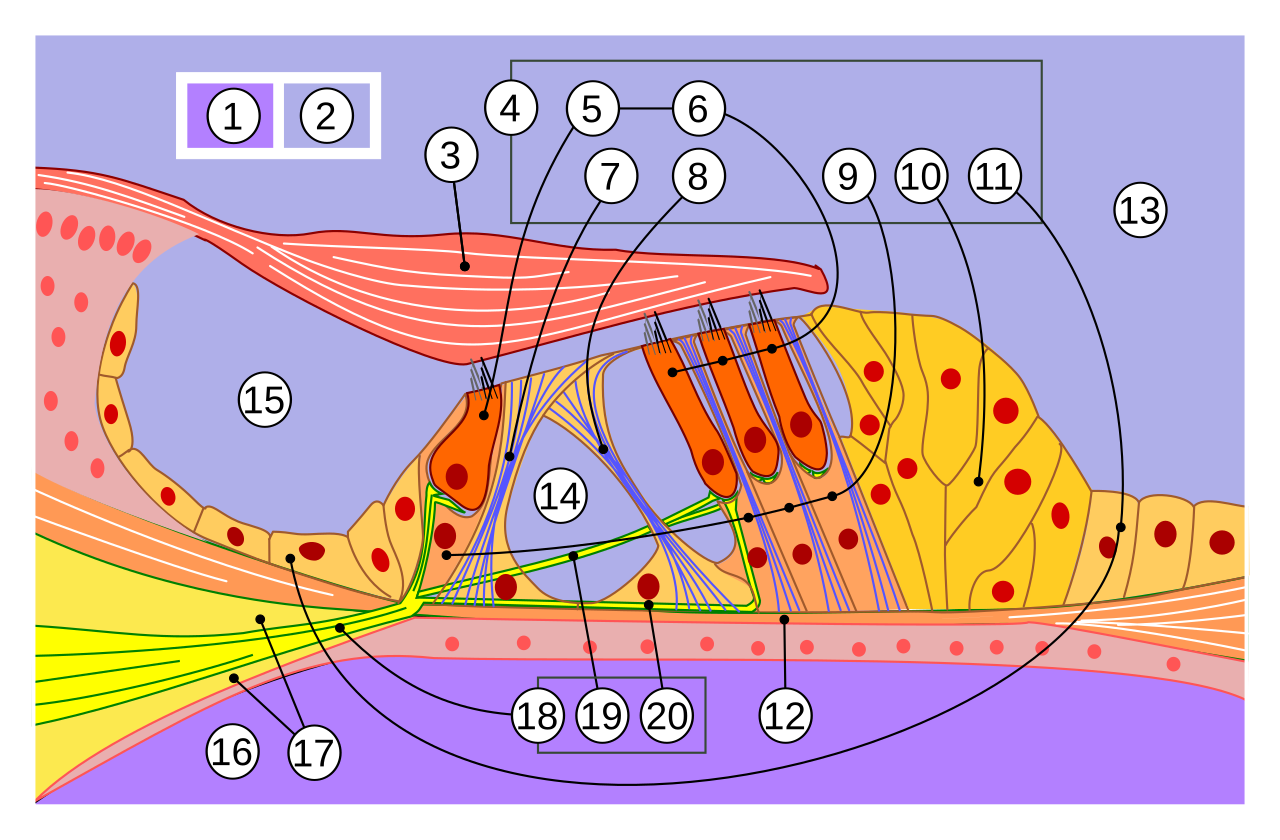 Волосковые клетки органа Корти. Внутреннее ухо Кортиев орган. Строение Кортиева органа. Кортиев орган строение.