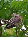 Oriental Turtle Dove (Streptopelia orientalis) (27387643166).jpg