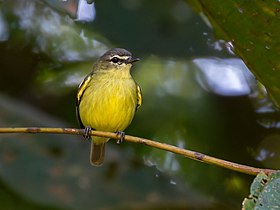 Poiaeiro-de-sobrancelha em Porto Velho, Rondônia, Brasil.