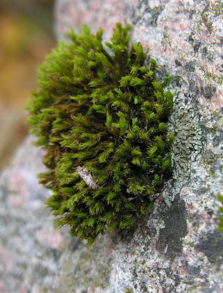 <i>Orthotrichum</i> Genus of mosses