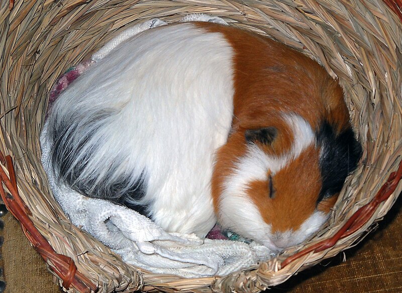 File:Otto the guinea pig, sleeping.jpg