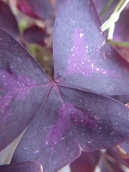 File:Oxalis triangularis or false shamrock.jpg