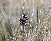 Paramo Pipit.jpg