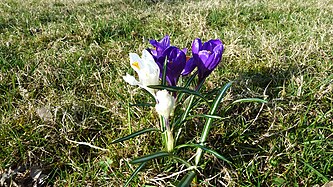 Crocus