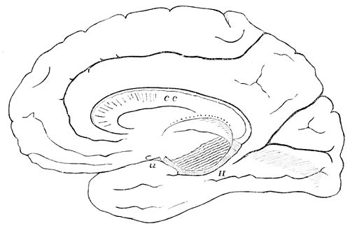 PSM V27 D084 Right hemisphere of the human brain.jpg