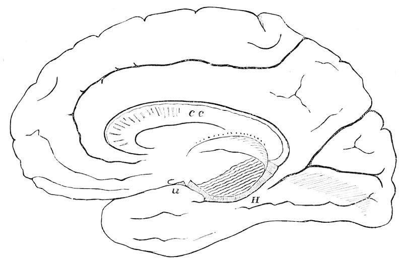 File:PSM V27 D084 Right hemisphere of the human brain.jpg