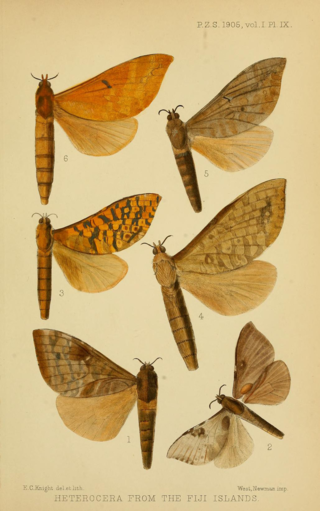 <i>Phassodes</i> Genus of moths