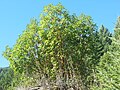 Pacific madrone (Arbutus menziesii) on a sunny hillside near the Callahans climbing area