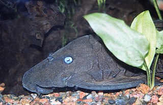 <span class="mw-page-title-main">Blue-eyed plec</span> Species of fish