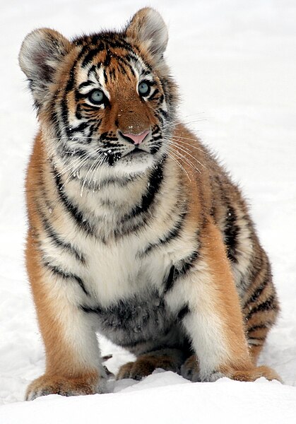 File:Panthera-tigris-altaica-young-tiger.jpg