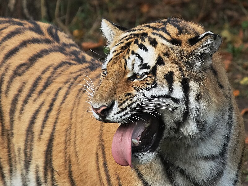 File:Panthera tigris altaica Flehmen Zoo Leipzig 2013.jpg