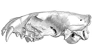 <i>Paraenhydrocyon</i> Extinct genus of carnivores