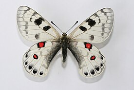 Самец Parnassius davydovi