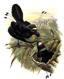 Parotia sefilata by Bowdler Sharpe.jpg