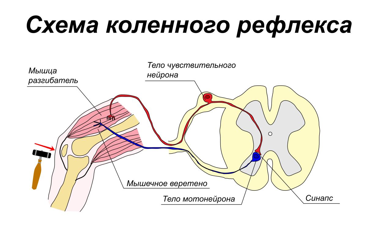 Рефлексы спинного мозга коленный. Схема рефлекторной дуги спинальных рефлексов. Рефлекторная дуга коленного рефлекса рисунок. Схема рефлекторной дуги коленного рефлекса 5 звеньев. Схема рефлекторной дуги коленный.