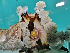 Bouche d'une Pearsonothuria graeffei aux tentacules peltés, adaptés au ramassage du sédiment.