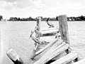 Pelicans on old pier in Sarasota (3306731263).jpg