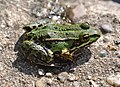 Marsh Frog (Pelophylax ridibundus) Seefrosch