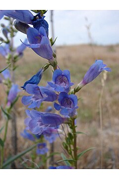 Description de l'image Penstemon perpulcher.jpg.