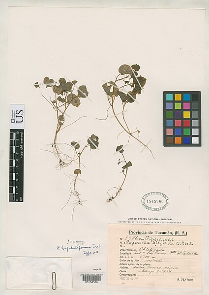 File:Peperomia hispiduliformis Trel in Moldenke nmnhbotany 2148761 NMNH-00104586-000001.jpg