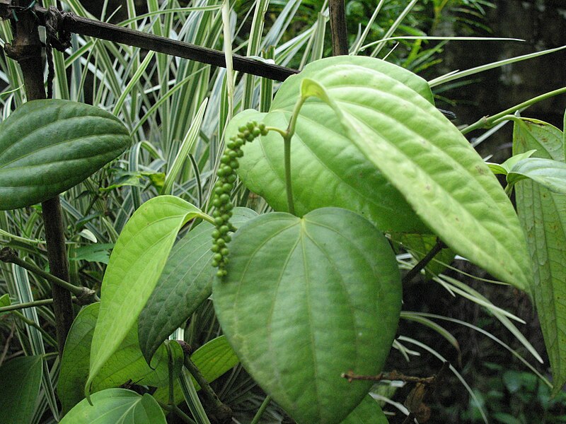 File:Pepper Bush.JPG