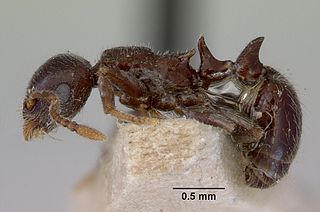 <i>Peronomyrmex</i> Genus of ants