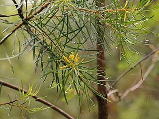 <i>Persoonia virgata</i> Species of flowering plant