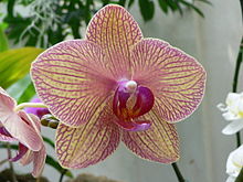 Phalaenopsis kaleidoscope2.jpg