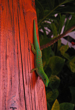 Description de l'image Phelsuma astriata.jpg.