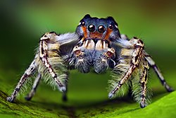 Phidippus putnami male Phidippus putnami male.jpg