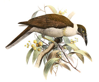 Manus friarbird Species of bird