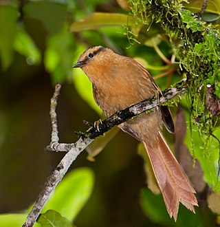 <span class="mw-page-title-main">Buff-fronted foliage-gleaner</span> Species of bird