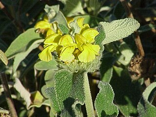 <i>Phlomis</i> genus of plants