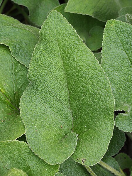 File:Phlomis viscosa Żeleźniak lepki 202-10-02 01.jpg