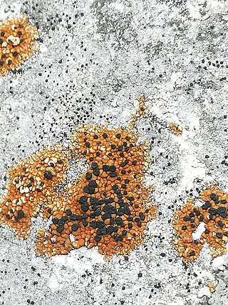 <i>Phoebus hydrophobius</i> Species of lichen