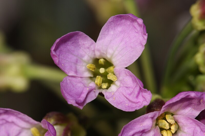 File:Phoenicaulis cheiranthoides 1756.JPG