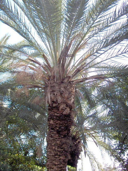 File:Phoenix.canariensis.jpg