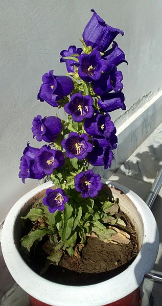 File:Phool B.jpg